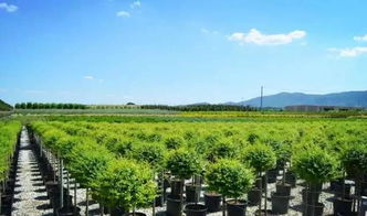 看國外先進苗圃，苗木產業的差距與啟示