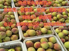 精品映霜紅桃苗推薦 高產優質、選購指南與價格分析